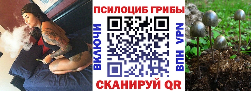 Купить где  Сланцы  Псилоцибиновые грибы Magic Shrooms 